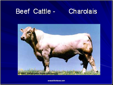 Beef Cattle - Charolais