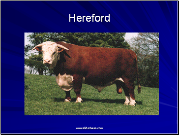 Hereford