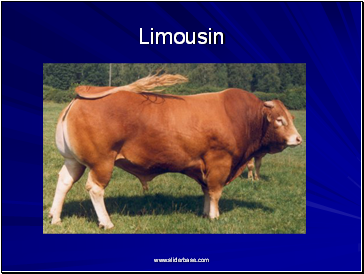 Limousin