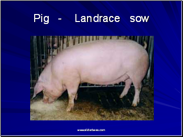 Pig - Landrace sow