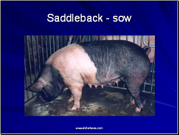 Saddleback - sow