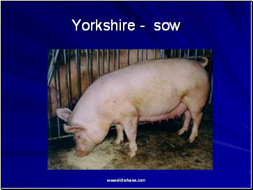 Yorkshire - sow
