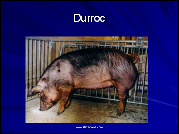 Durroc