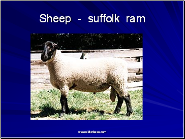 Sheep - suffolk ram