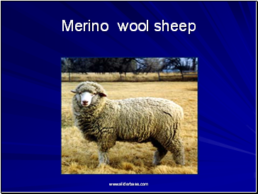 Merino wool sheep