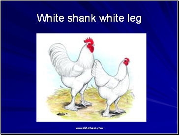 White shank white leg