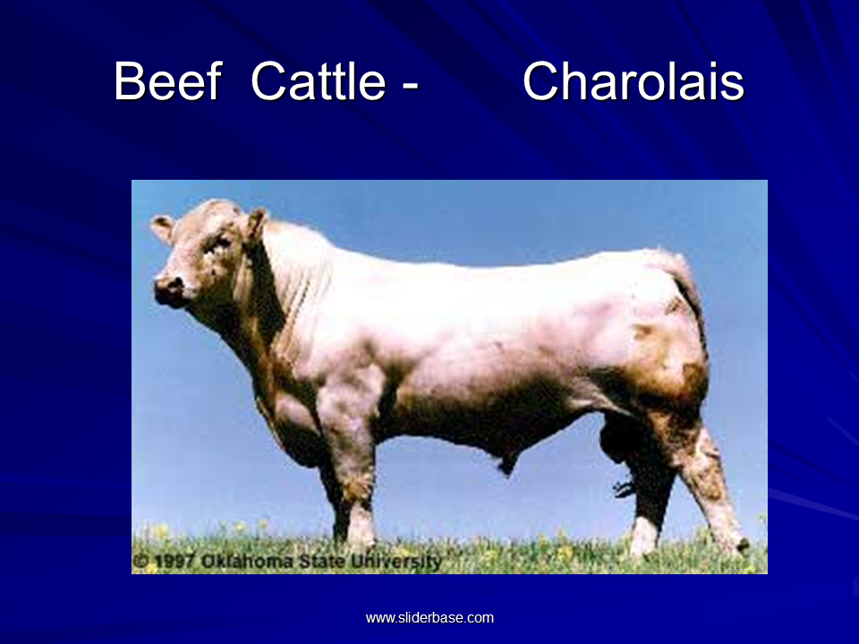 Farm animal breeds - Presentation Genetics