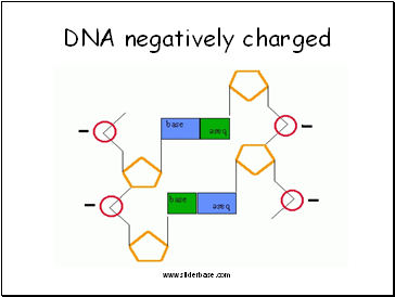 DNA negatively charged