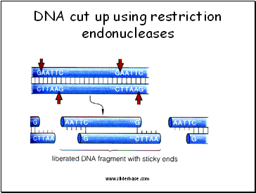 DNA cut up using restriction endonucleases
