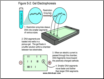 DNA negatively charged