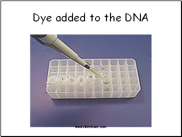 Dye added to the DNA