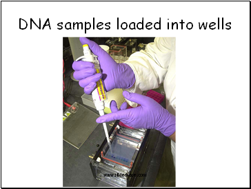 DNA samples loaded into wells