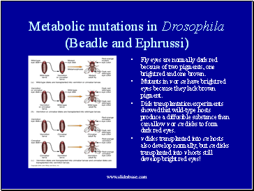 Metabolic mutations in Drosophila (Beadle and Ephrussi)