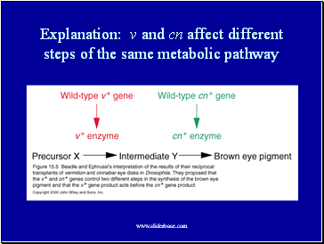 Explanation: v and cn affect different steps of the same metabolic pathway