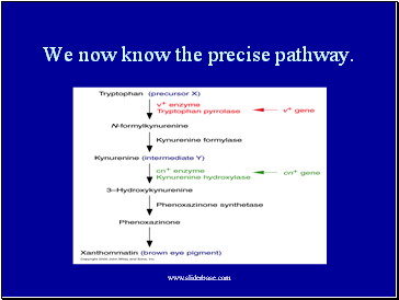 We now know the precise pathway.