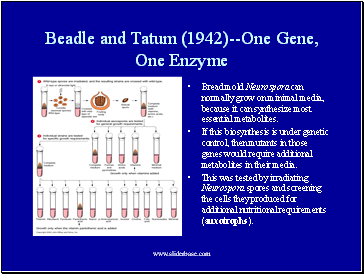 Beadle and Tatum (1942)--One Gene,