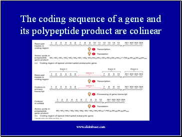 The coding sequence of a gene and its polypeptide product are colinear