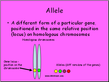 Allele