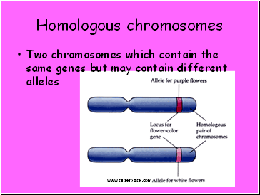 Homologous chromosomes