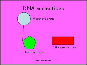 DNA nucleotides
