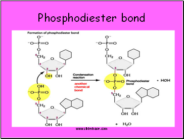 Phosphodiester bond
