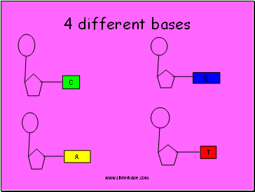 4 different bases