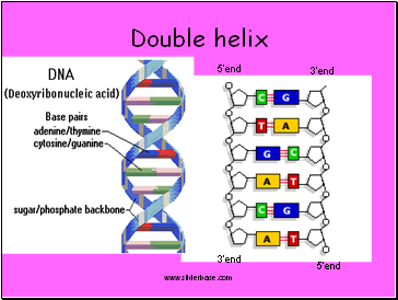 Double helix