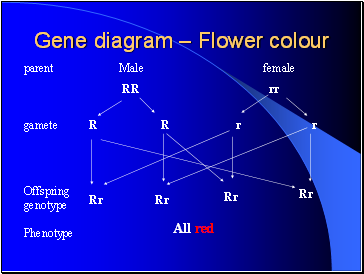 Gene diagram – Flower colour