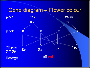 Gene diagram  Flower colour