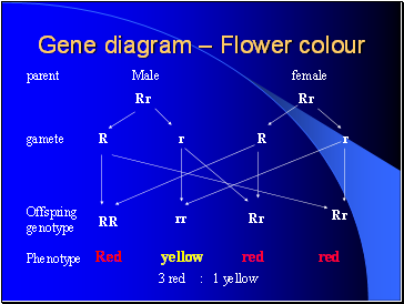 Gene diagram  Flower colour