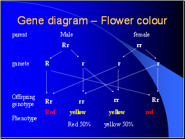 Gene diagram  Flower colour