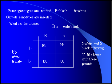 Gamete genotypes are inserted