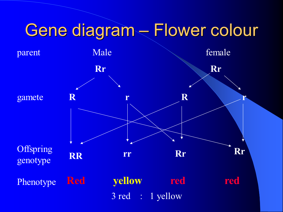 Genetic Crosses - Presentation Genetics - SliderBase h r diagram 