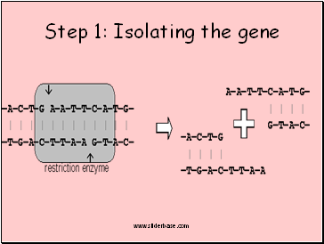 Step 1: Isolating the gene
