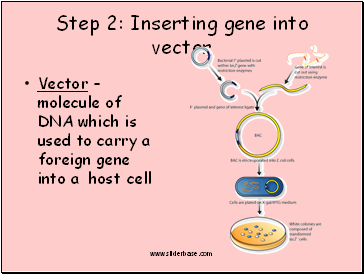 Step 2: Inserting gene into vector