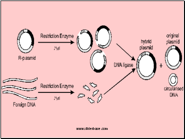 Reverse transcriptase