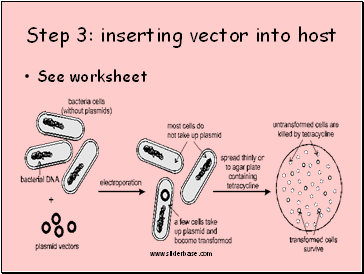 Step 3: inserting vector into host