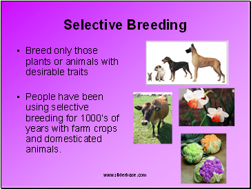 Selective Breeding