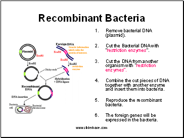 Recombinant Bacteria