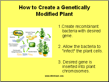 How to Create a Genetically Modified Plant