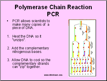 Polymerase Chain Reaction PCR