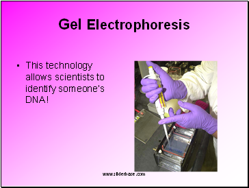 Gel Electrophoresis