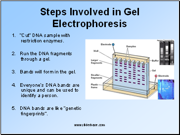 Steps Involved in Gel Electrophoresis
