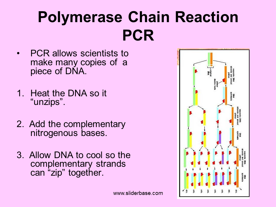 Источник https chemer ru services reactions chains. Polymerase Chain Reaction (PCR). PCR реакция. PCR Reaction. PCR Chain Reaction.