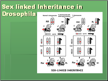 Sex linked Inheritance in Drosophila