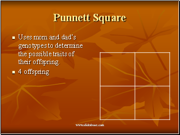 Punnett Square