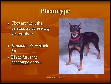 Phenotype