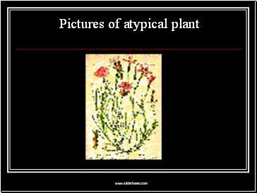 Pictures of atypical plant