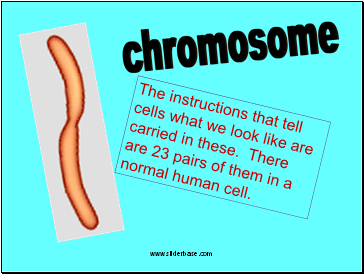 Chromosome