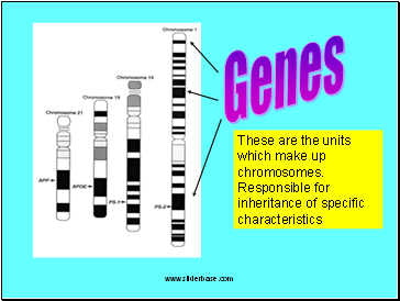 Genes
